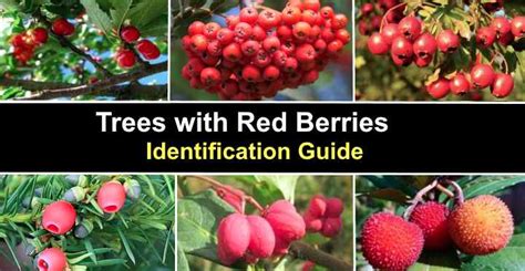 Red berry tree identification. Things To Know About Red berry tree identification. 